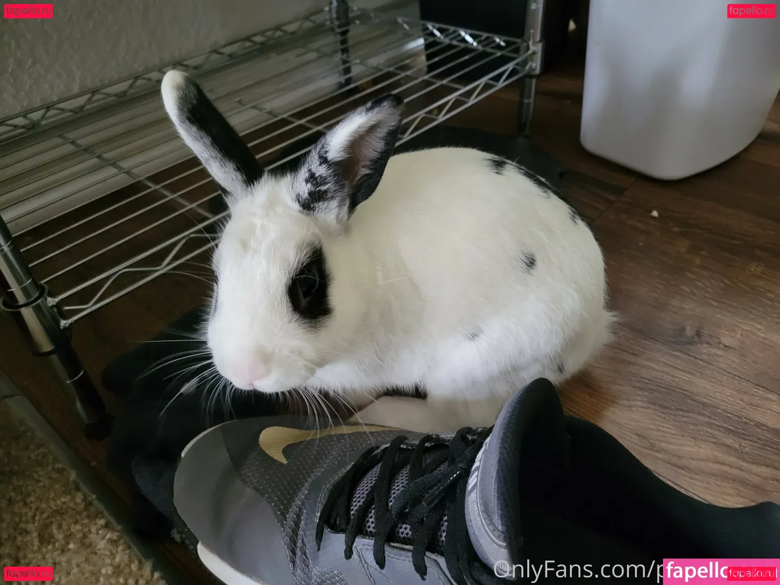 piggynukka Onlyfans Photo Gallery 