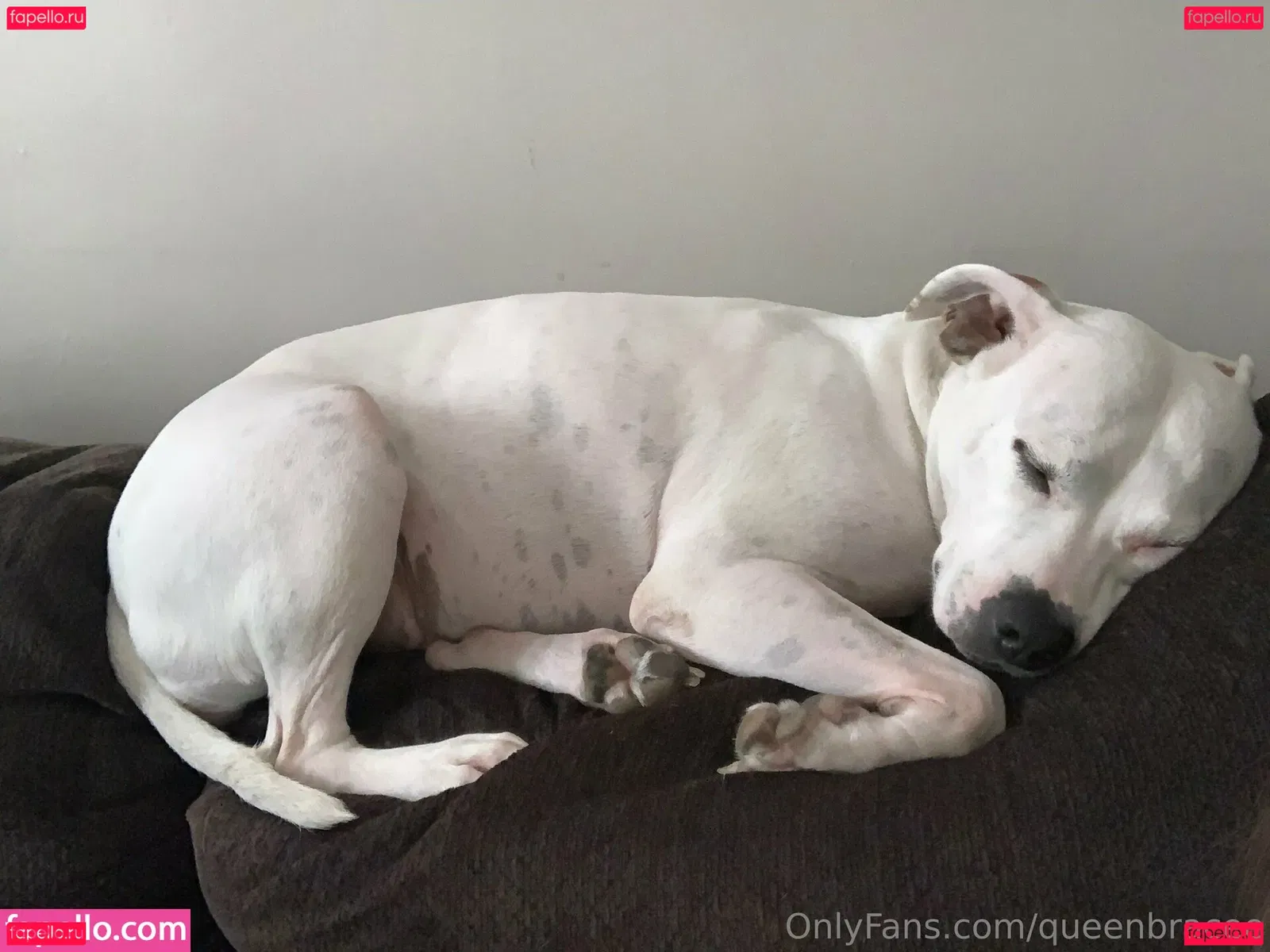 queenbracee Onlyfans Photo Gallery 