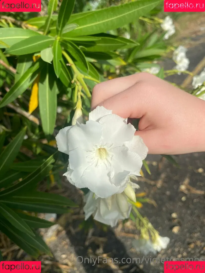 violetcosmos Onlyfans Photo Gallery 