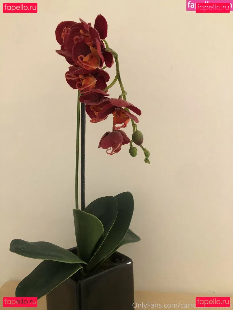 Carrotcakekitten Onlyfans Photo Gallery 