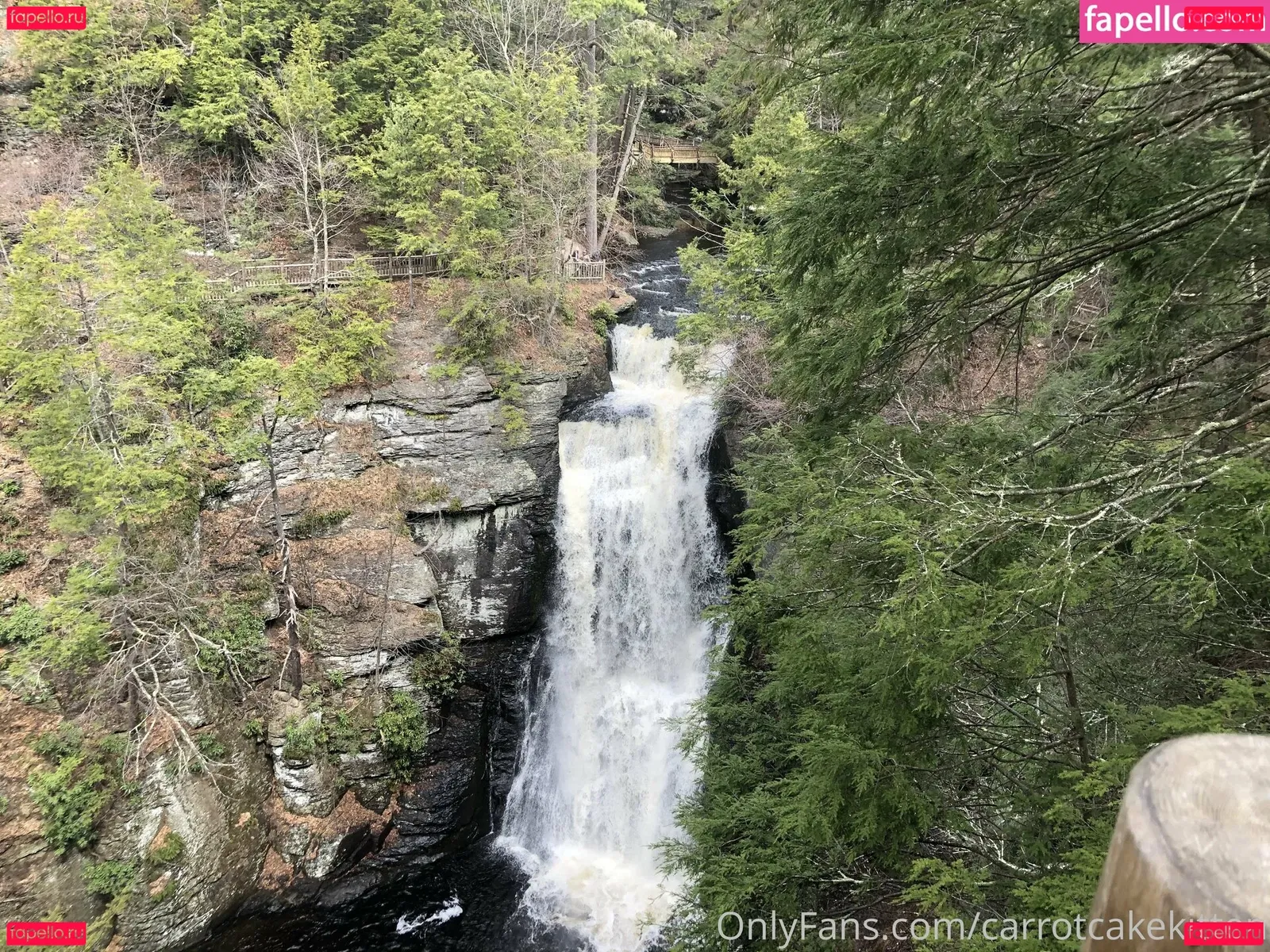 Carrotcakekitten Onlyfans Photo Gallery 