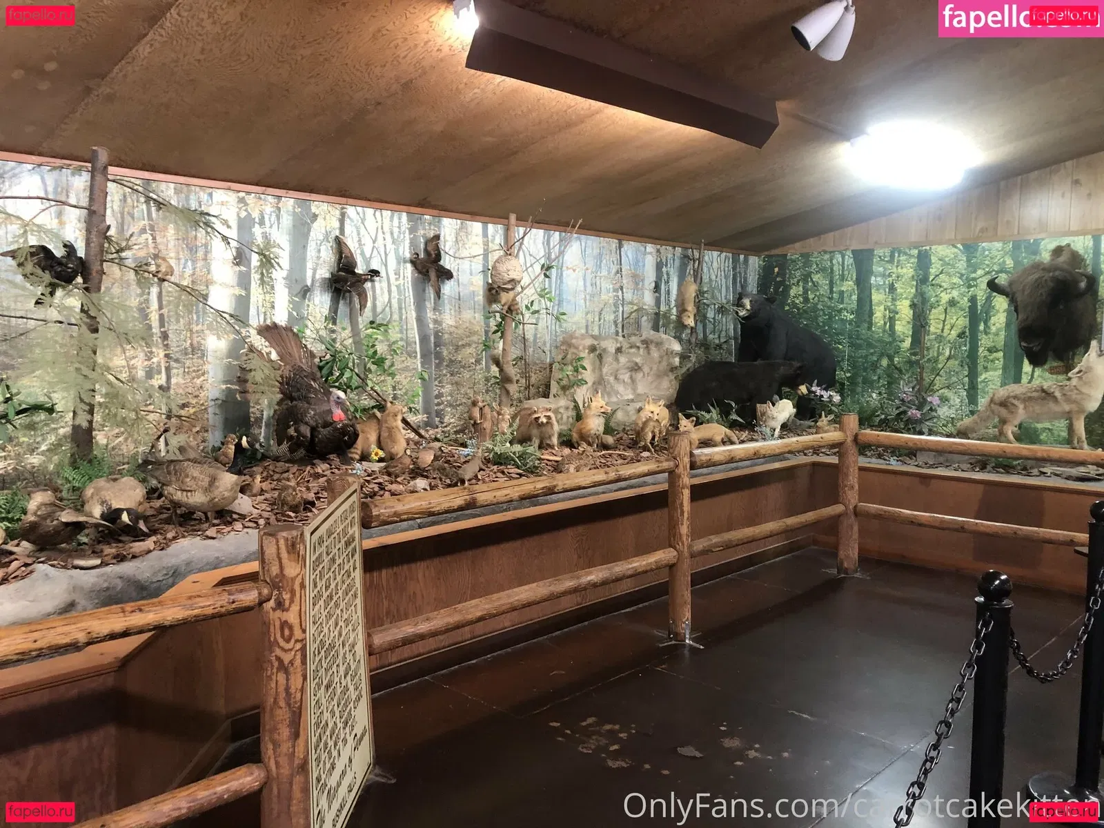 Carrotcakekitten Onlyfans Photo Gallery 