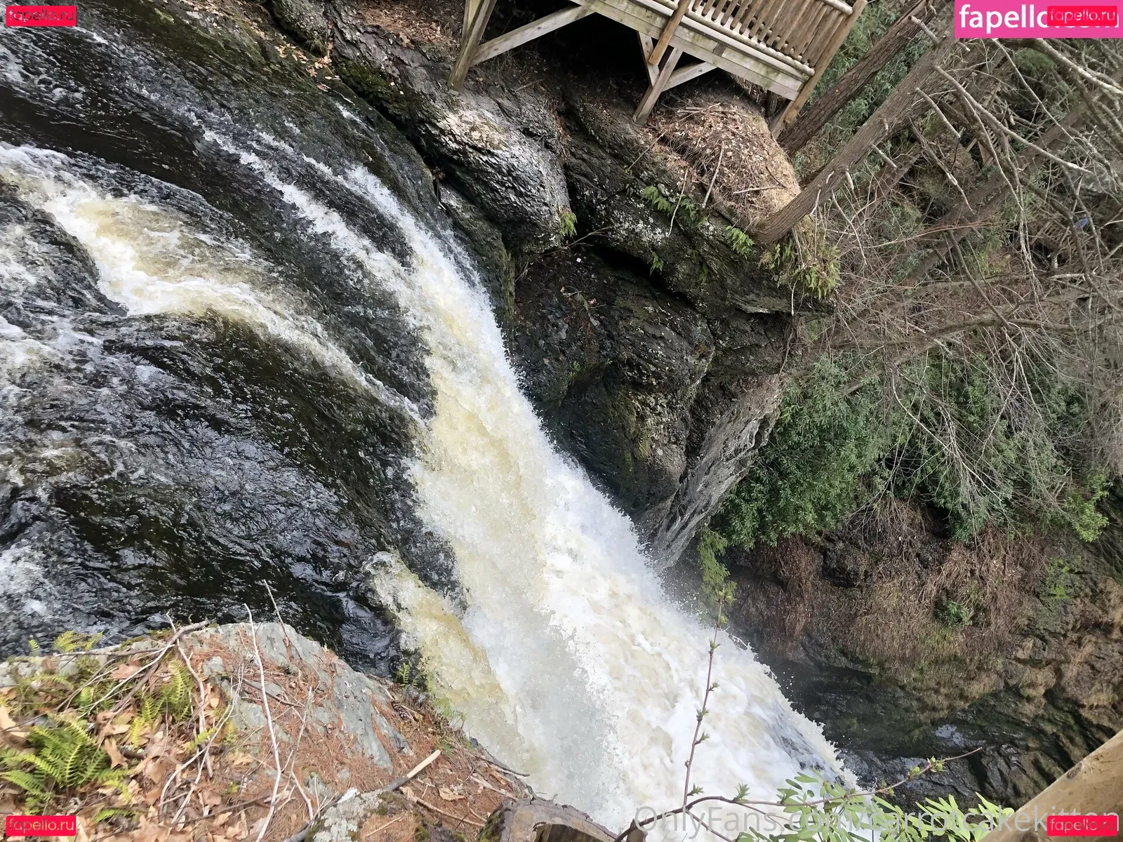 Carrotcakekitten Onlyfans Photo Gallery 