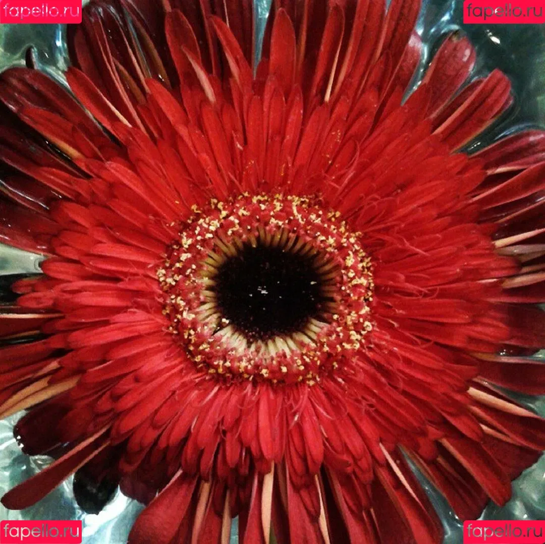 Acronopia Onlyfans Photo Gallery 