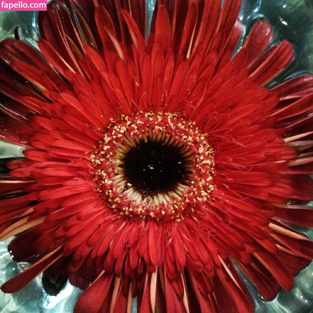 Acronopia Onlyfans Photo Gallery 