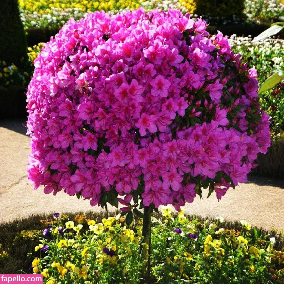 Acronopia Onlyfans Photo Gallery 