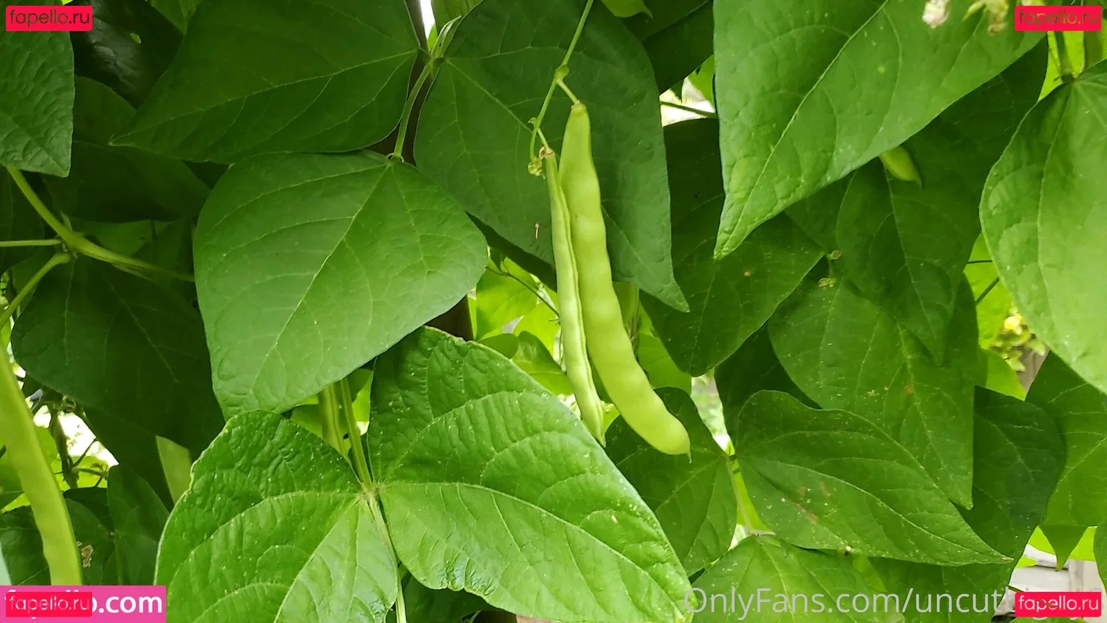 best_lu Onlyfans Photo Gallery 