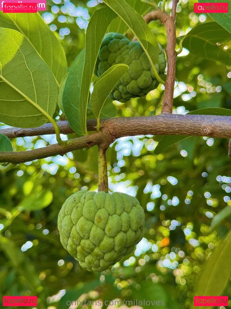 milaloves Onlyfans Photo Gallery 