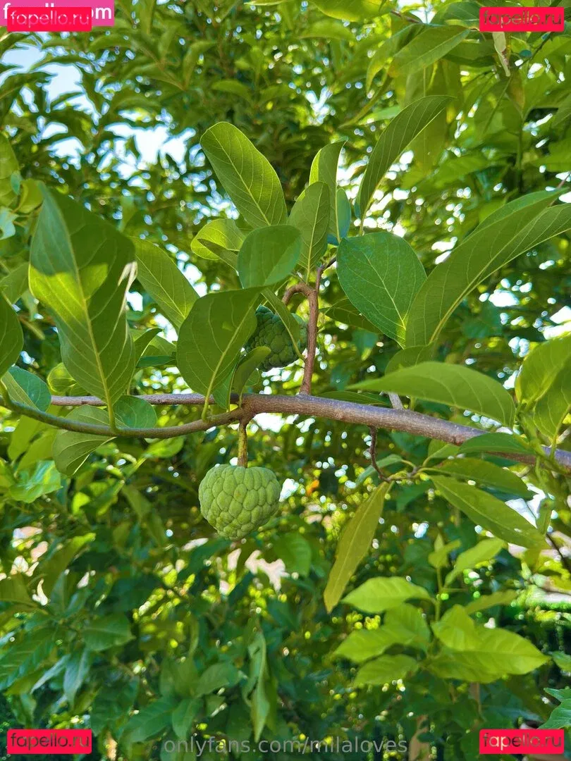 milaloves Onlyfans Photo Gallery 