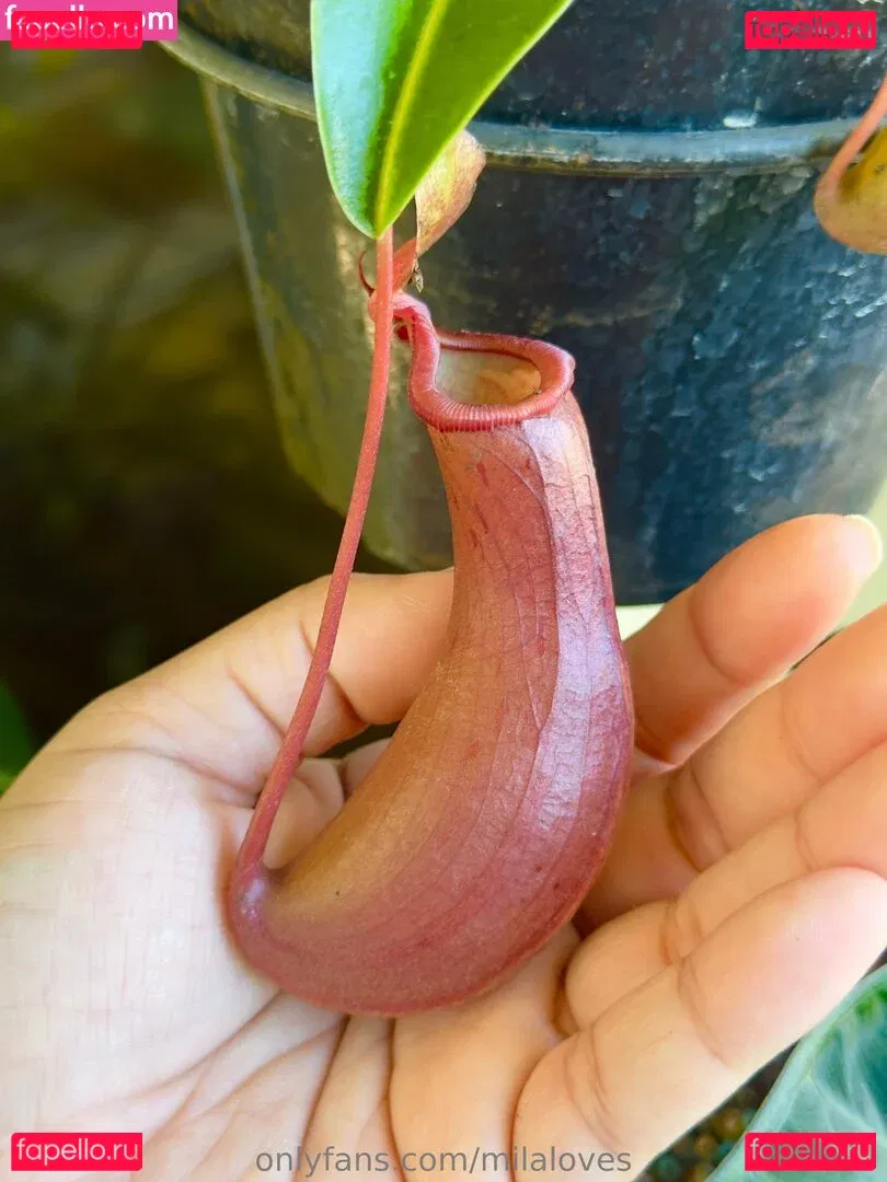 milaloves Onlyfans Photo Gallery 