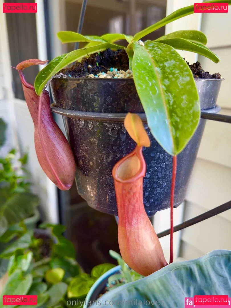 milaloves Onlyfans Photo Gallery 