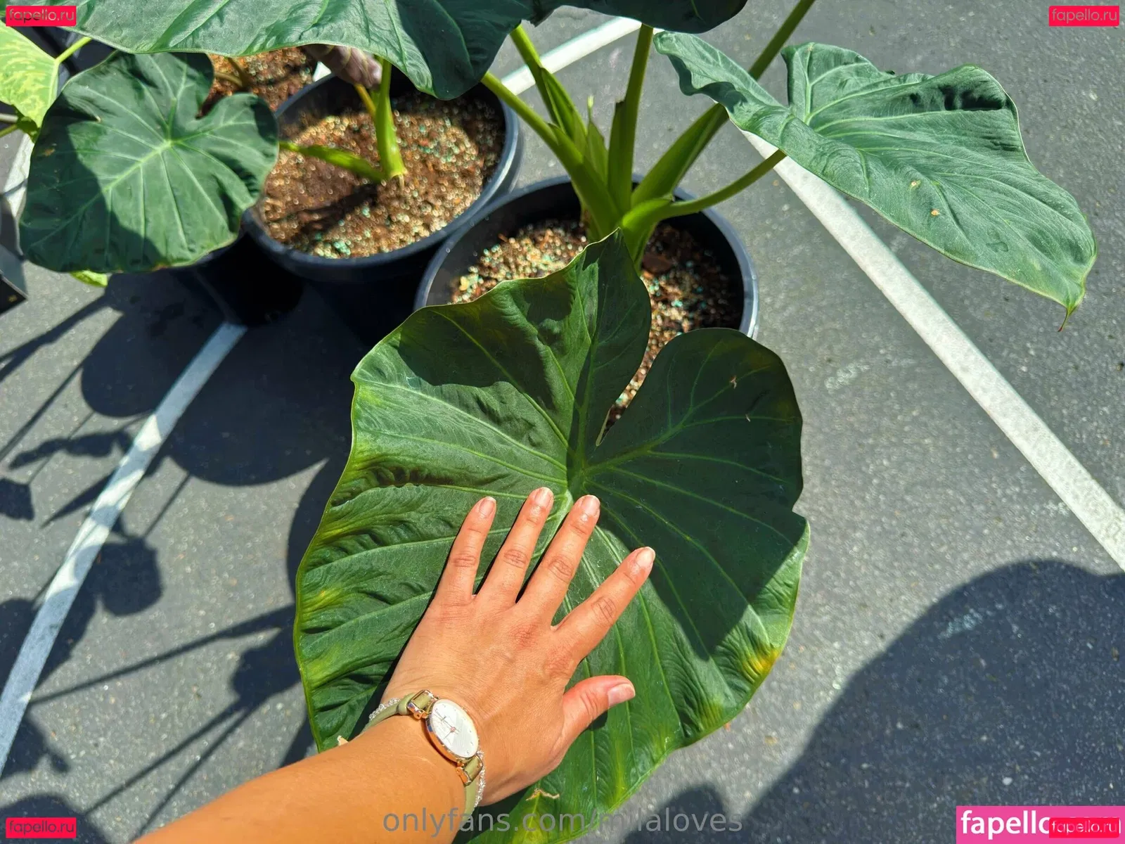 milaloves Onlyfans Photo Gallery 