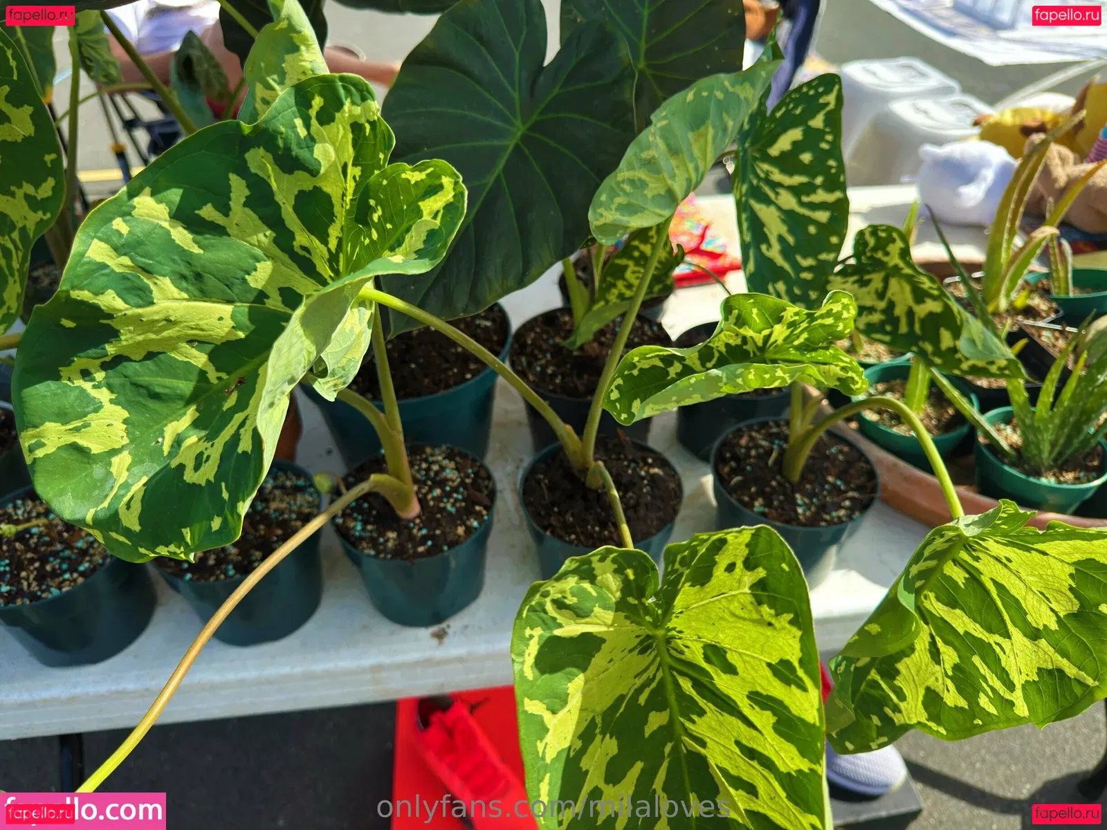 milaloves Onlyfans Photo Gallery 