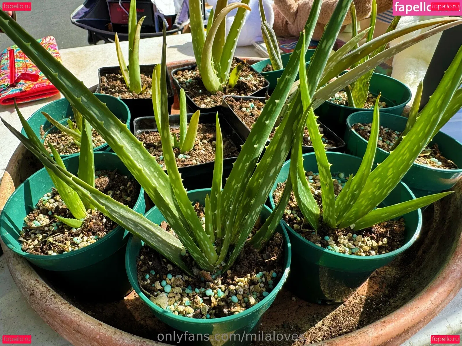 milaloves Onlyfans Photo Gallery 