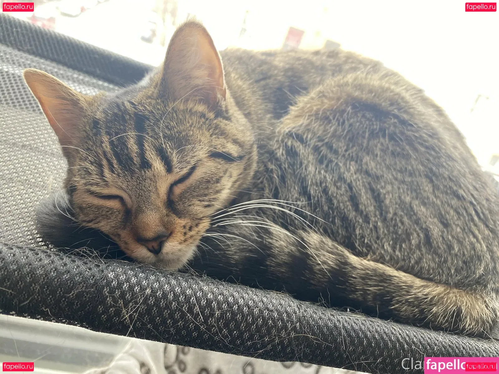 clara_dee Onlyfans Photo Gallery 