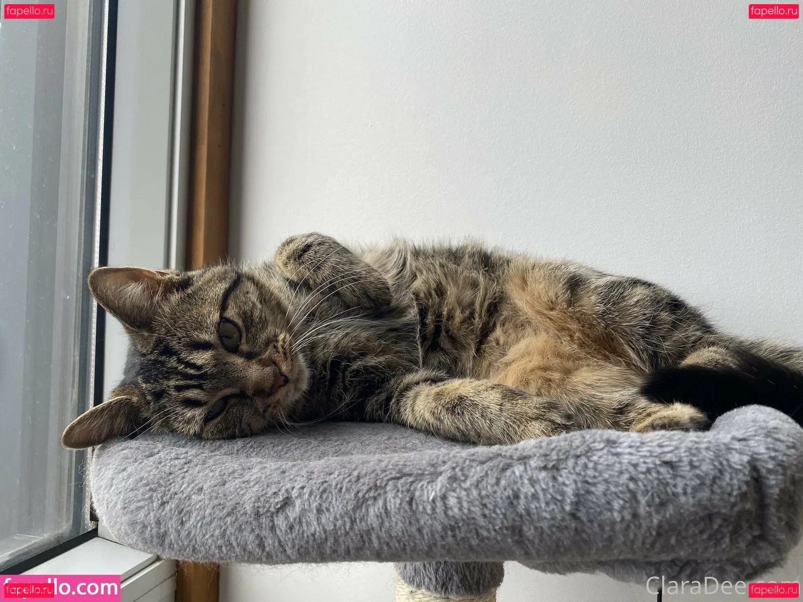 clara_dee Onlyfans Photo Gallery 