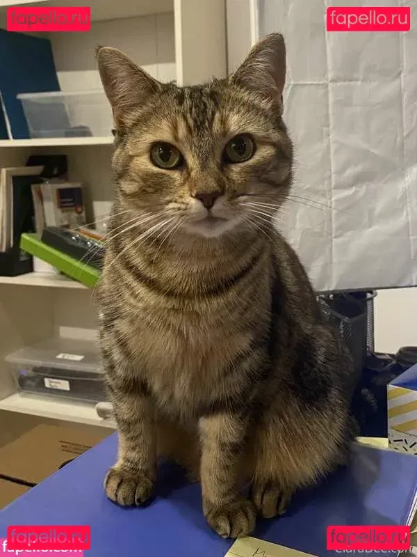 clara_dee Onlyfans Photo Gallery 