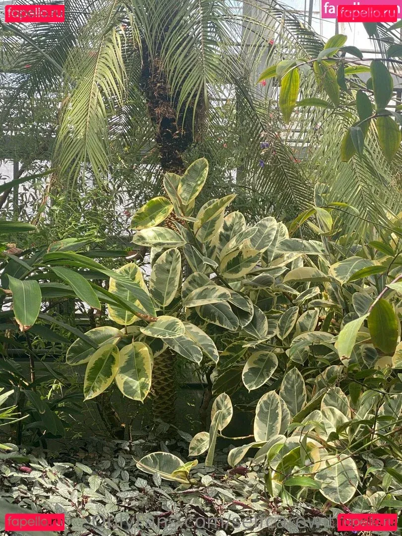 selfcarewithchloe Onlyfans Photo Gallery 