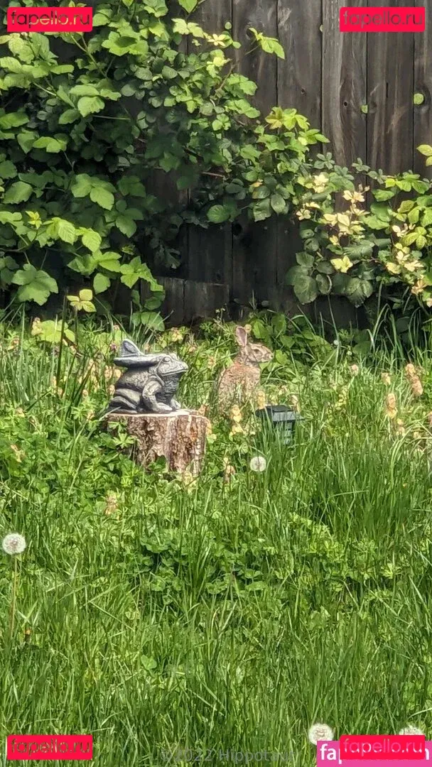 hippotaur Onlyfans Photo Gallery 