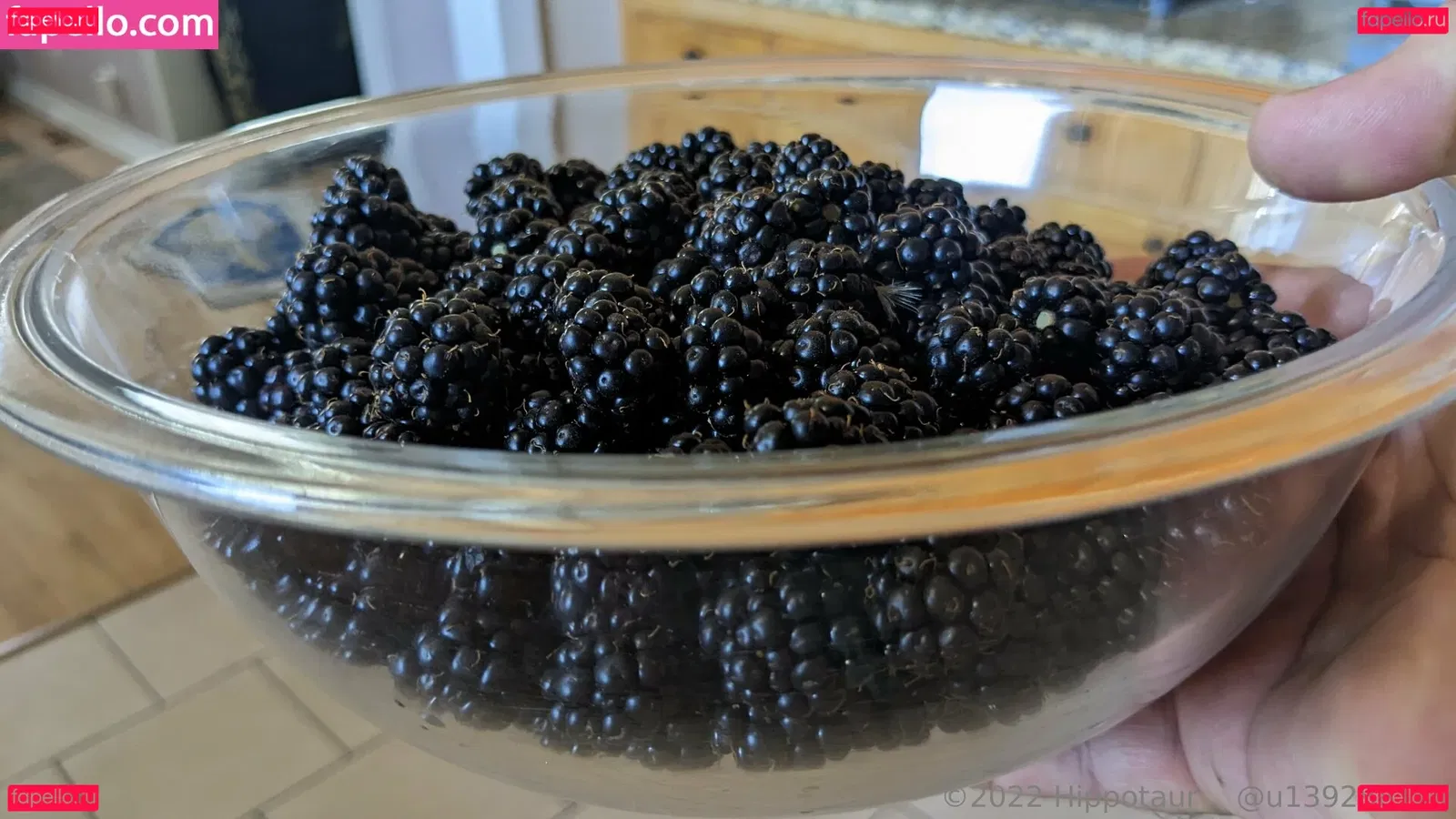 hippotaur Onlyfans Photo Gallery 