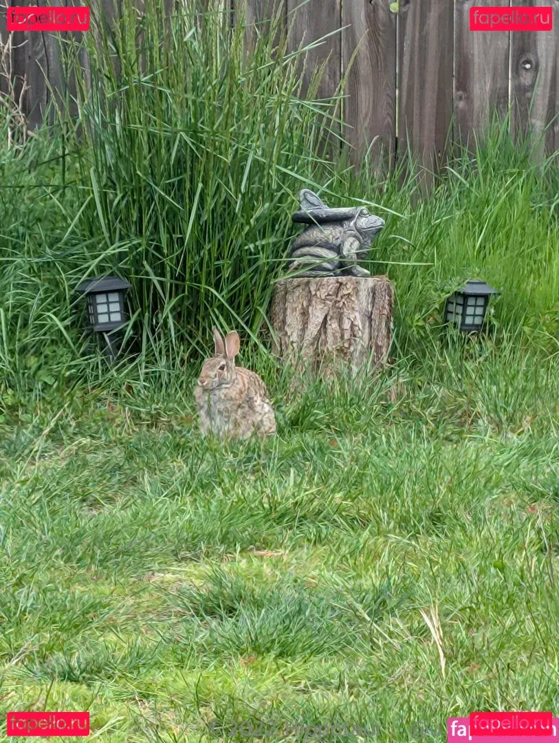 hippotaur Onlyfans Photo Gallery 