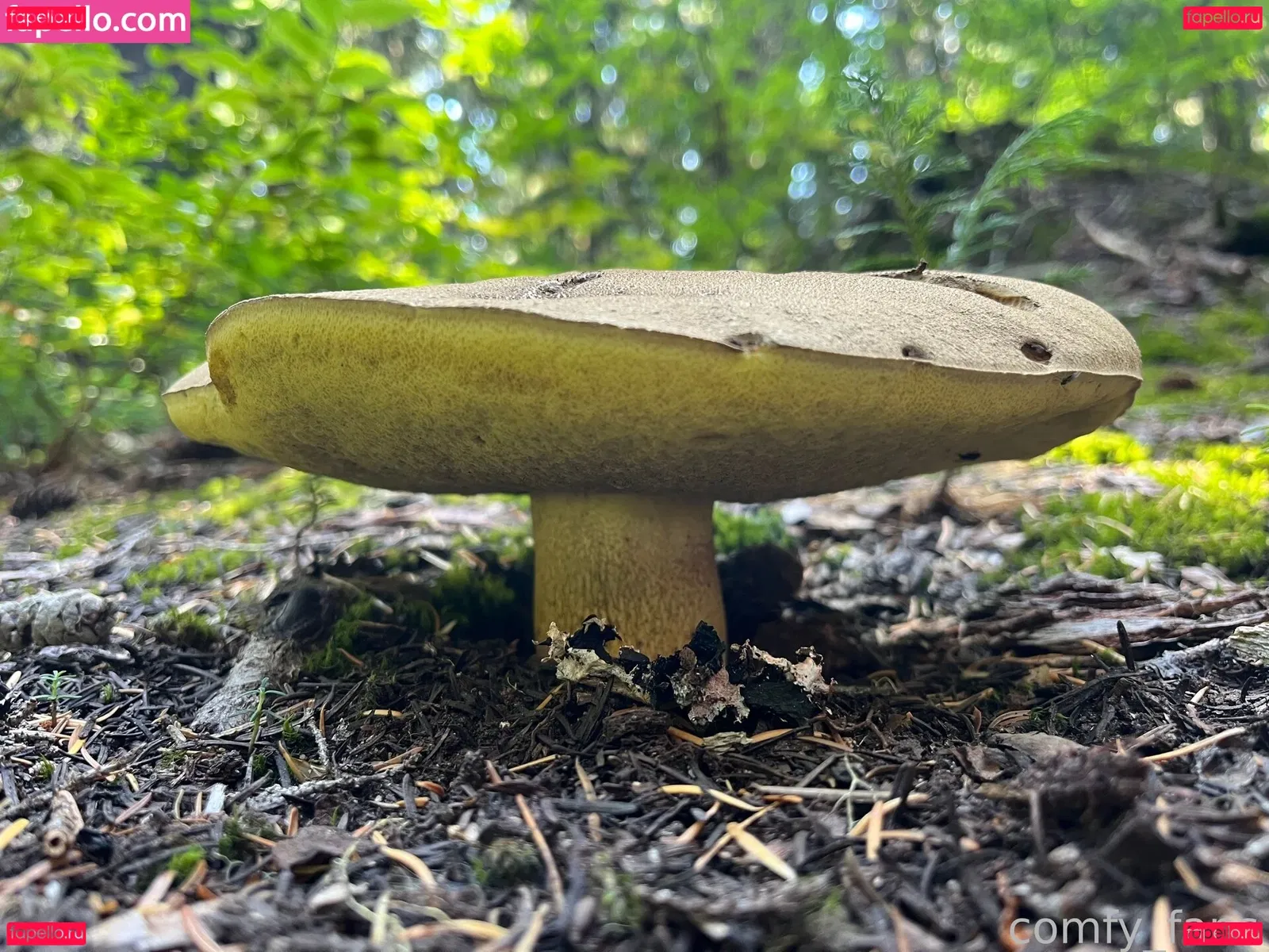 Falloutsam Onlyfans Photo Gallery 