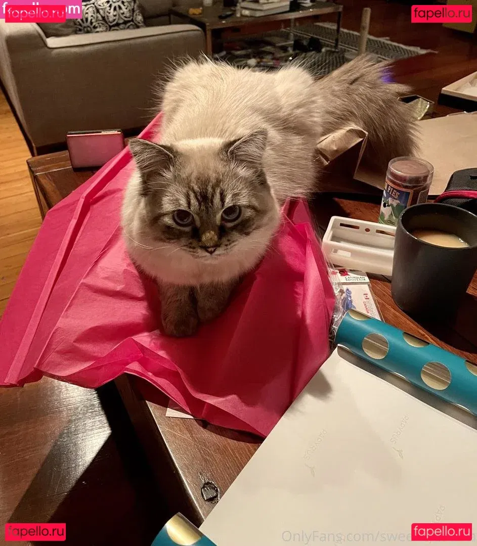 sweetlikestella Onlyfans Photo Gallery 