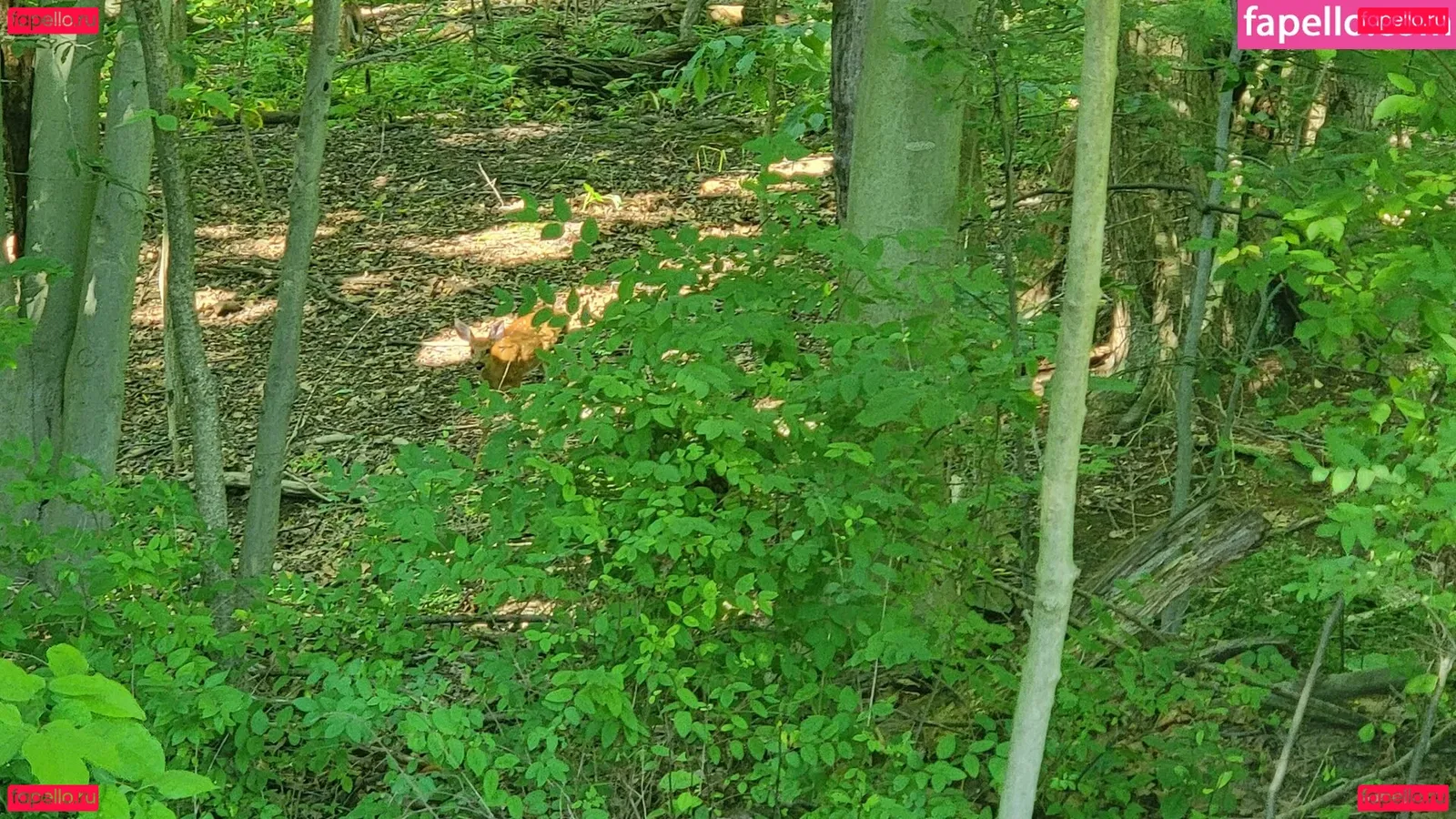 nellebeachgirl Onlyfans Photo Gallery 