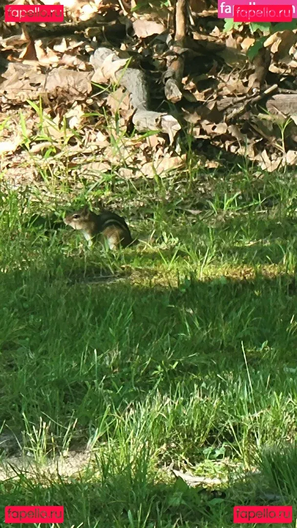 nellebeachgirl Onlyfans Photo Gallery 