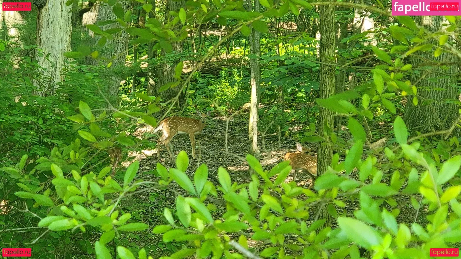 nellebeachgirl Onlyfans Photo Gallery 