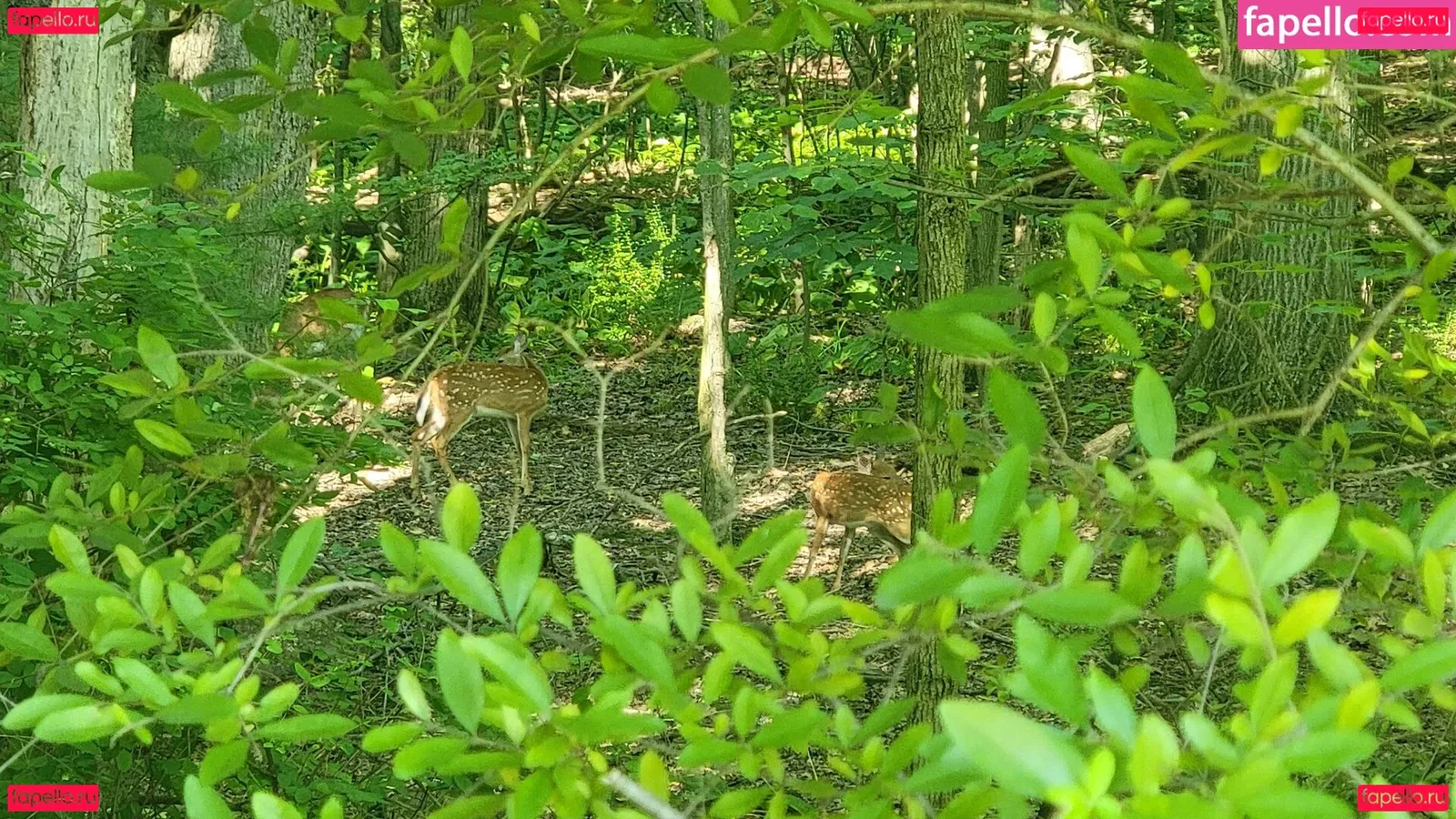 nellebeachgirl Onlyfans Photo Gallery 