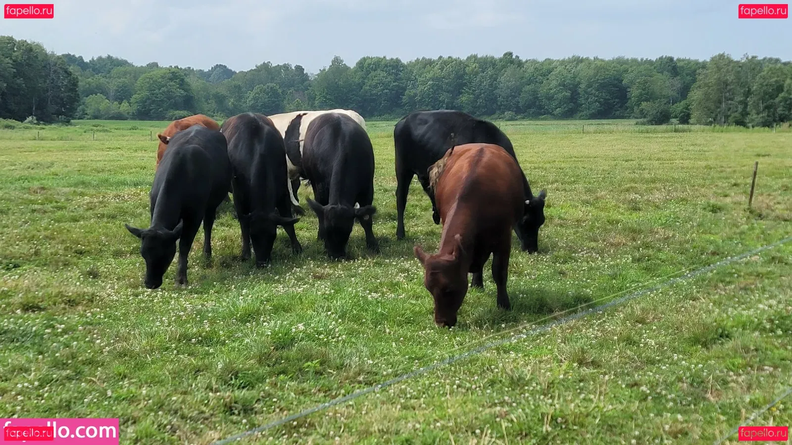 nellebeachgirl Onlyfans Photo Gallery 