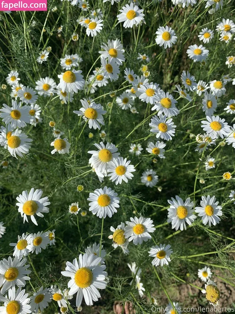 Lenabartos Onlyfans Photo Gallery 