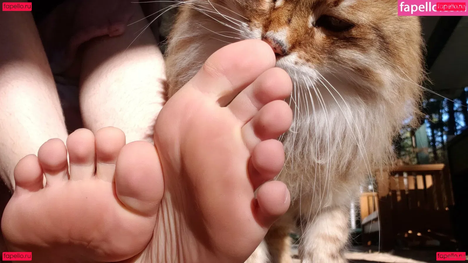 softcorekittyx Onlyfans Photo Gallery 