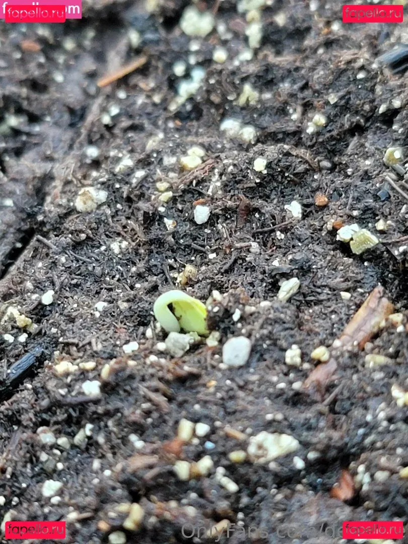 deealice Onlyfans Photo Gallery 