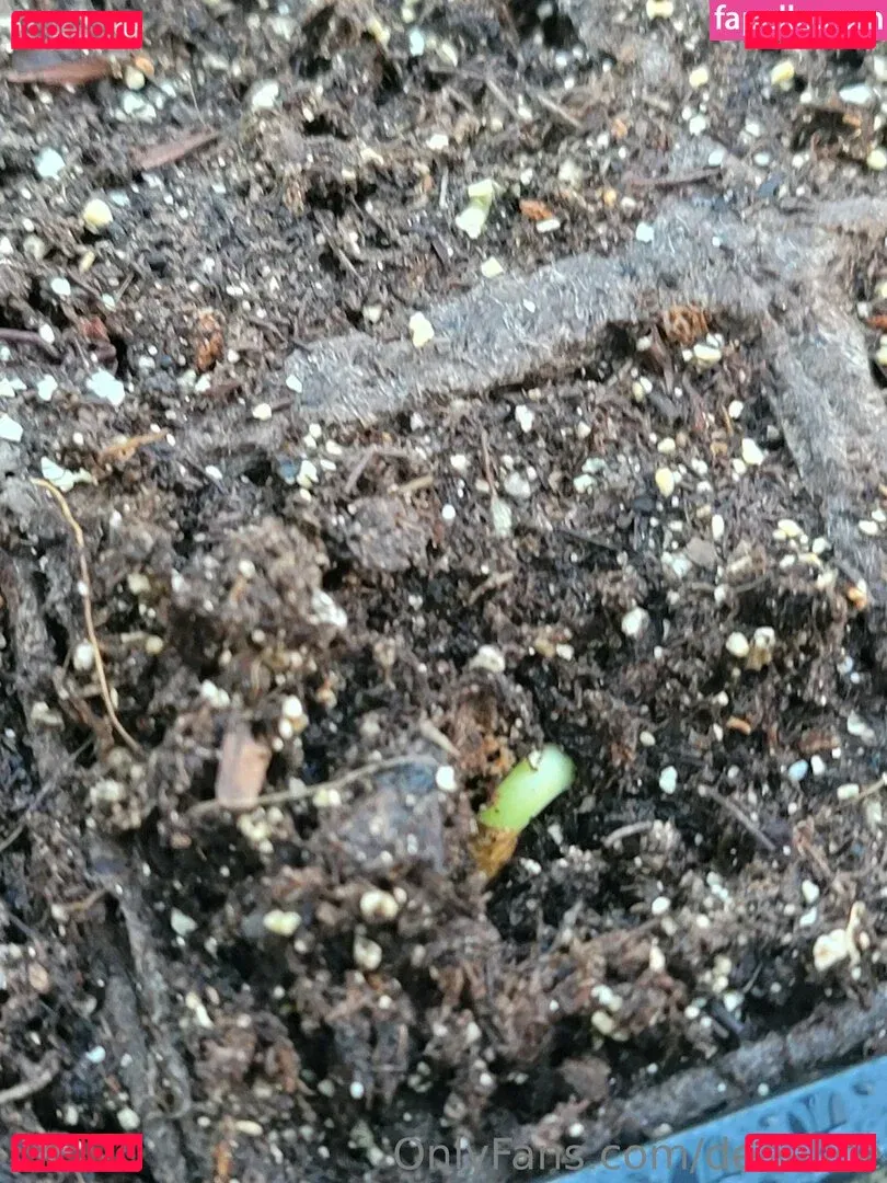 deealice Onlyfans Photo Gallery 