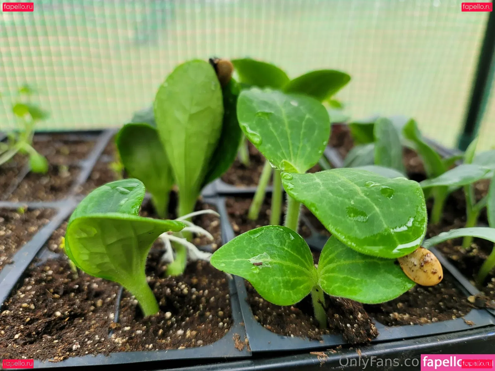 deealice Onlyfans Photo Gallery 