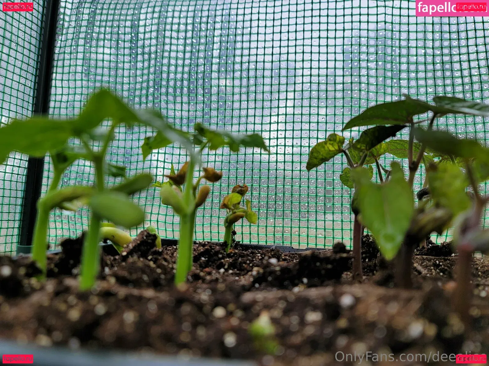 deealice Onlyfans Photo Gallery 