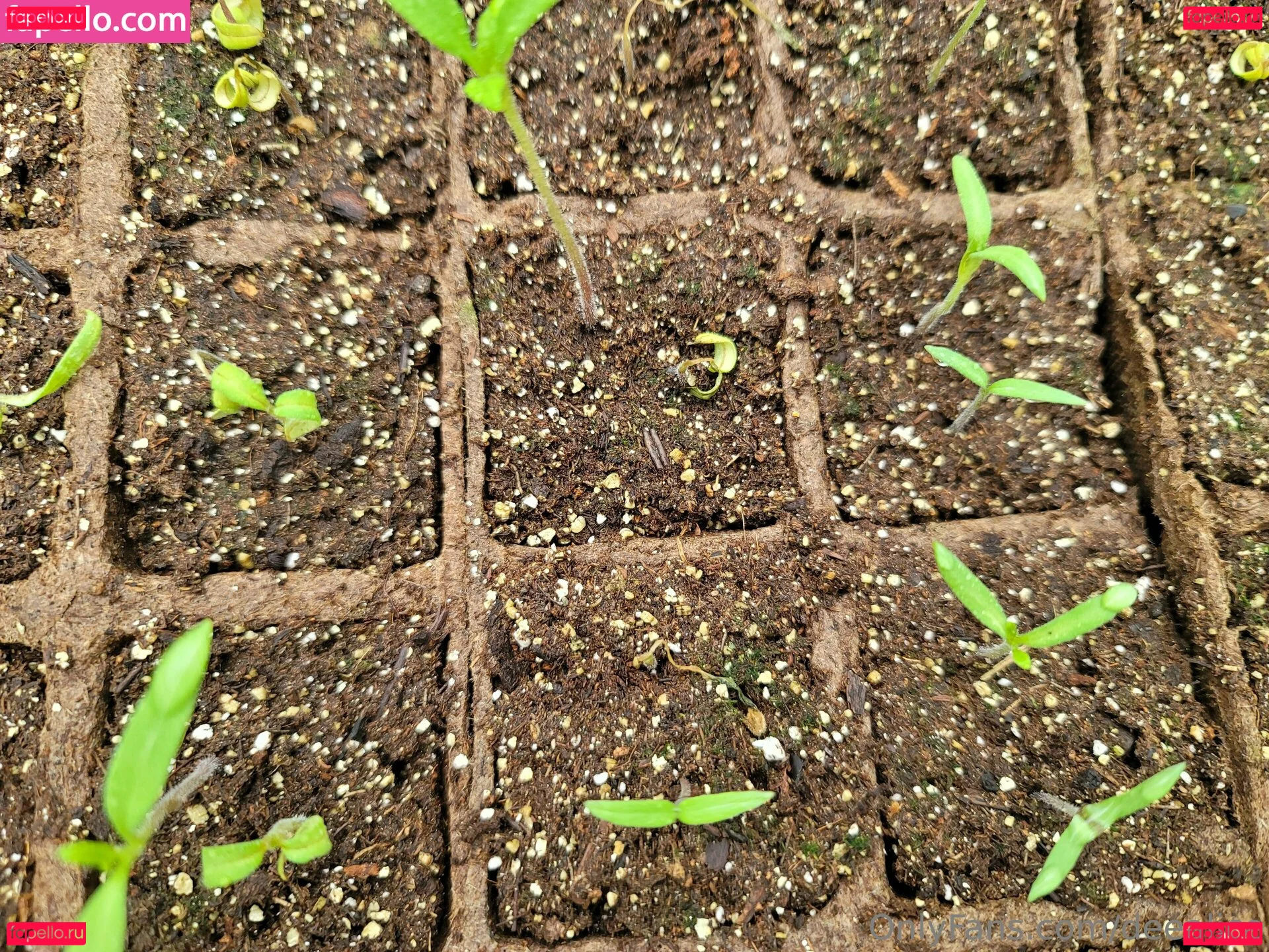 deealice Onlyfans Photo Gallery 