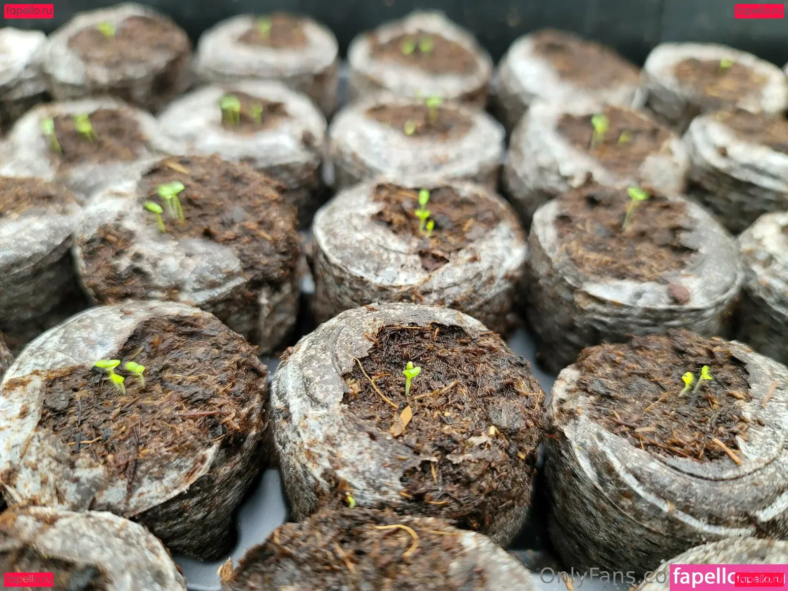 deealice Onlyfans Photo Gallery 