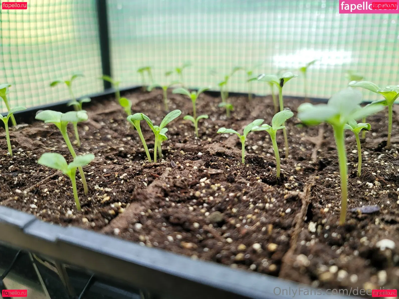 deealice Onlyfans Photo Gallery 