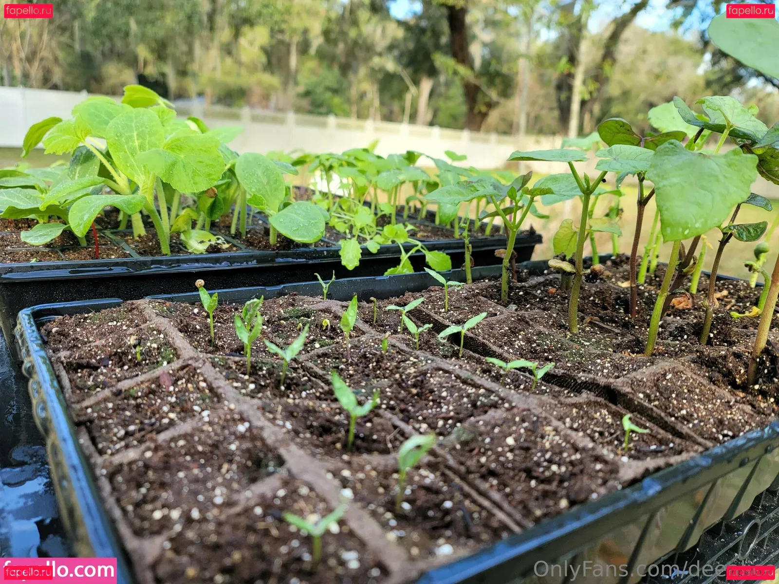 deealice Onlyfans Photo Gallery 