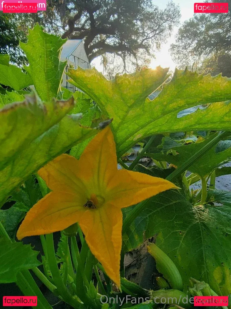 deealice Onlyfans Photo Gallery 