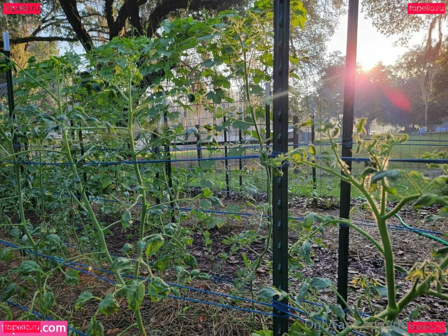 deealice Onlyfans Photo Gallery 