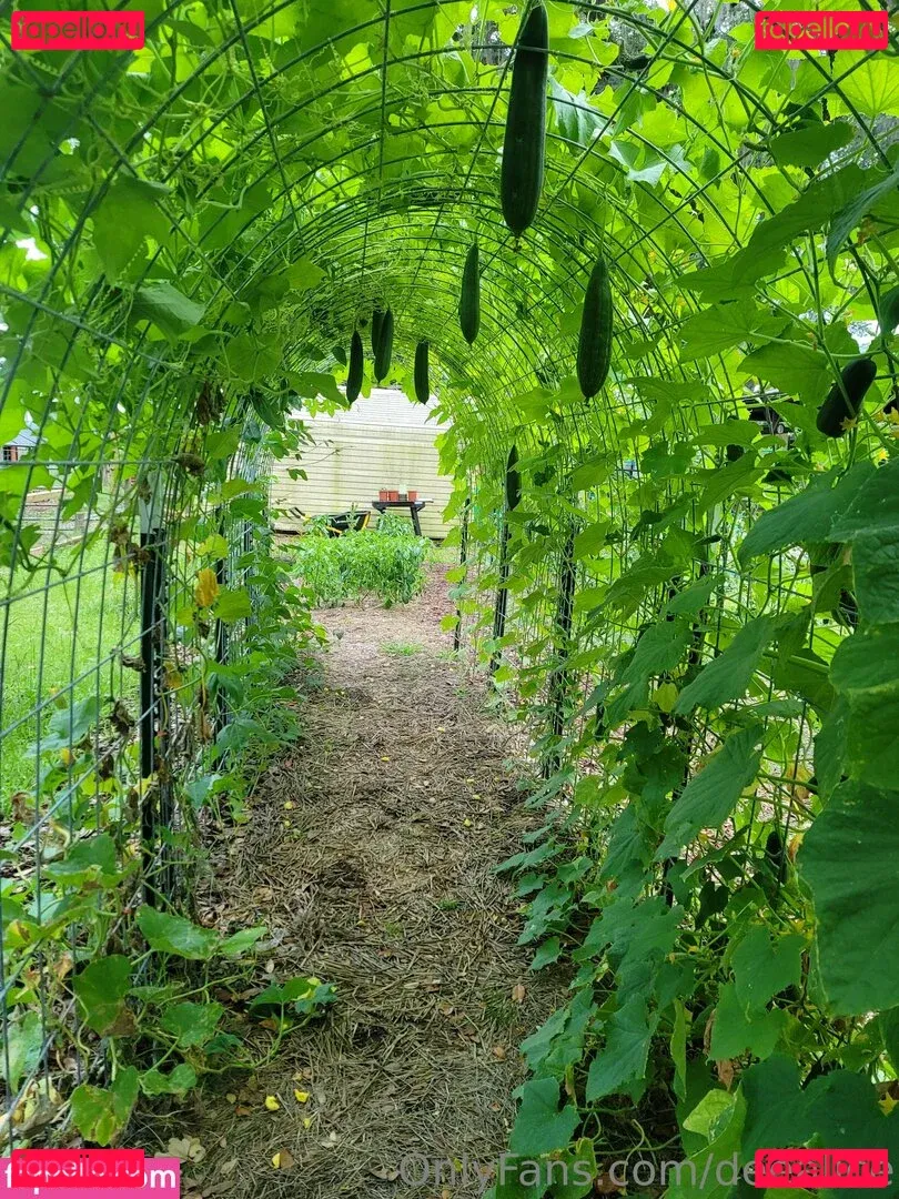 deealice Onlyfans Photo Gallery 