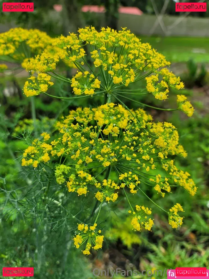 deealice Onlyfans Photo Gallery 