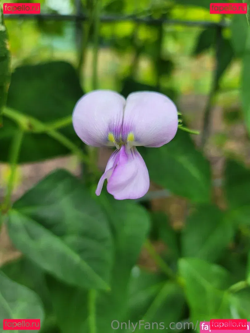 deealice Onlyfans Photo Gallery 