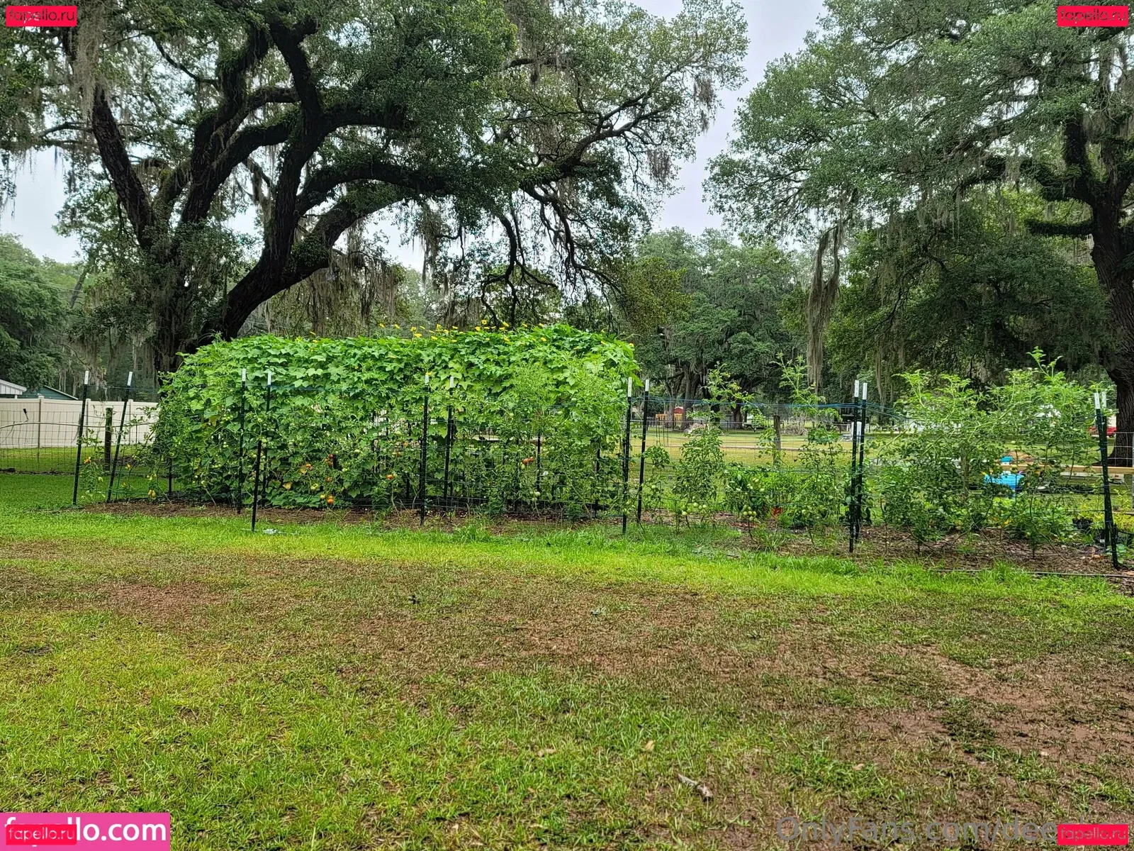 deealice Onlyfans Photo Gallery 