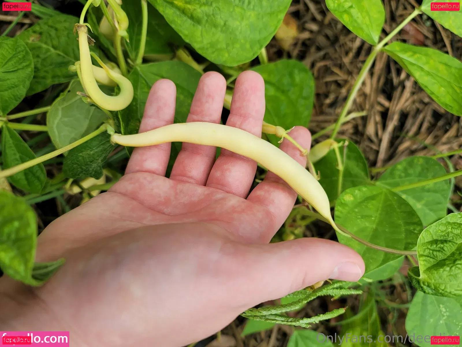 deealice Onlyfans Photo Gallery 