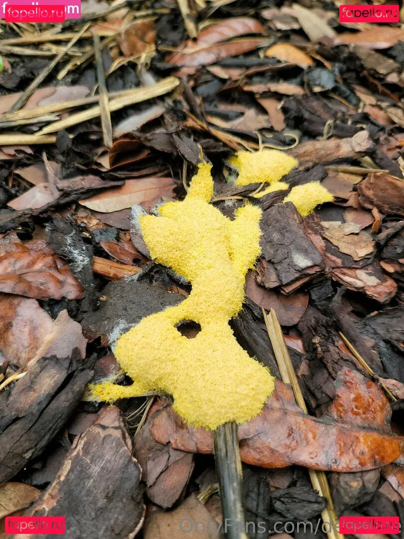 deealice Onlyfans Photo Gallery 